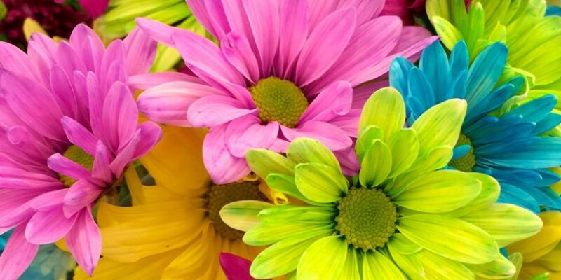 pexels unchalee srirugsar 70330 cf178793e74b6b70