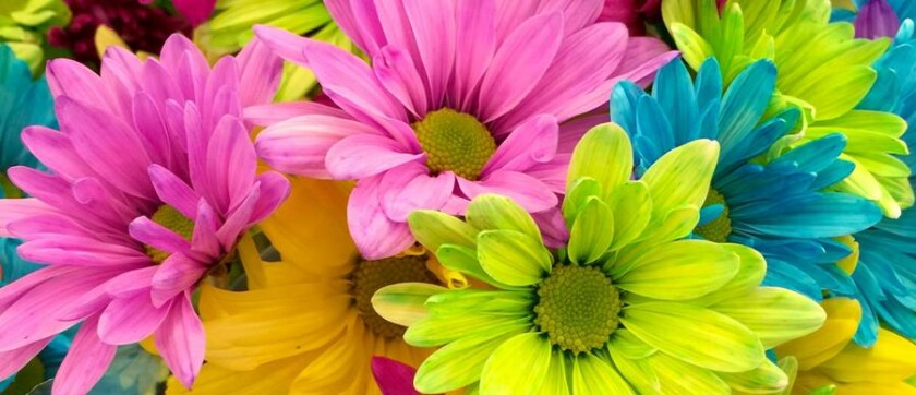 pexels unchalee srirugsar 70330 cf178793e74b6b70